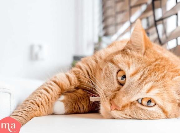 Renting with Pets in the UK: What Landlords Need to Know